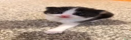 Mixed Breed cats for sale: 2 stunning black and white Kittens left - Advert 12