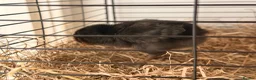 Mixed Breed birds for sale: 🐣 [Show-Quality & Healthy Chicks for Sale] - Advert 6