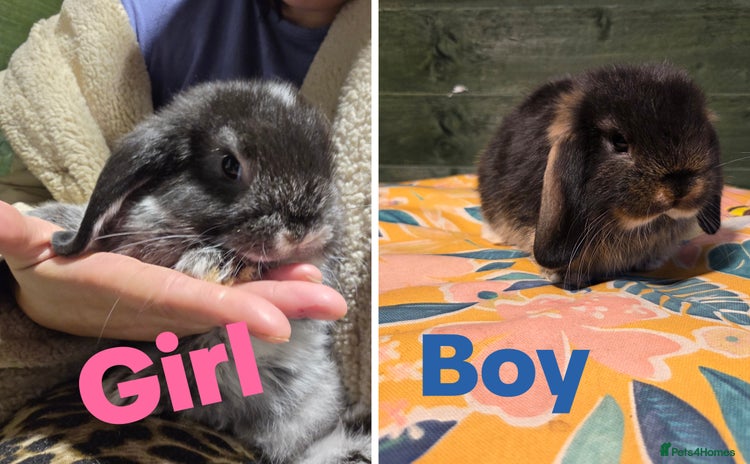 Mini Lop rabbits - Advert 2