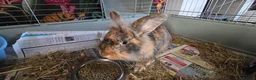 Mini Lop rabbits for sale: X 2 lionhead and lop rabbits in Derby - Advert 7