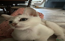 Burmese cats for sale: GCCF reg Pedigree Kittens - Image 24