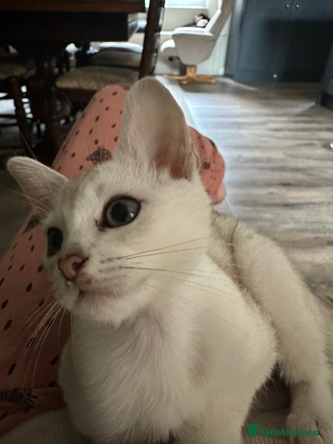 Burmese cats for sale: GCCF reg Pedigree Kittens - Image 24