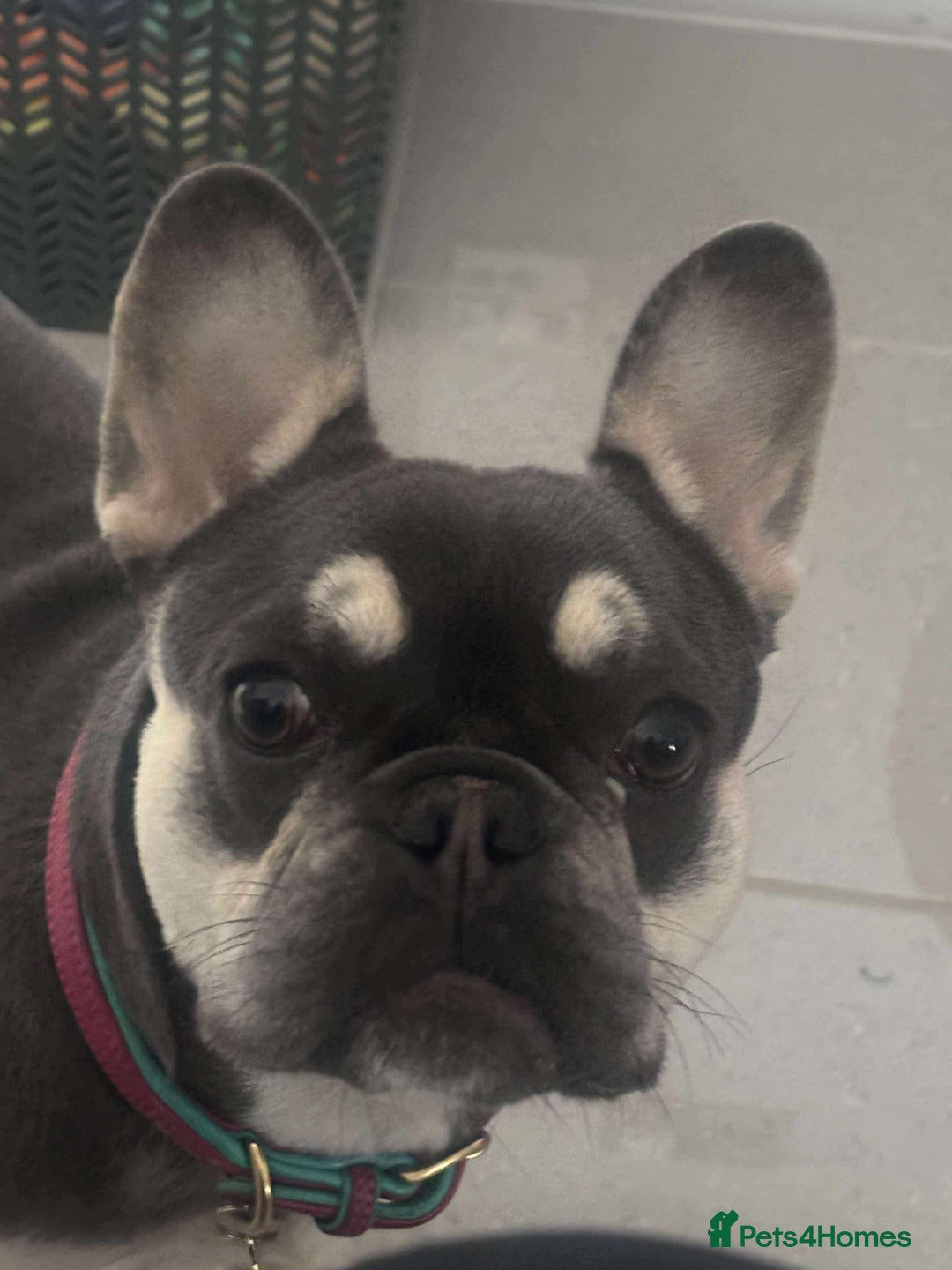 French Bulldog dogs for sale: Loving French bulldog Winnie  in Leicester - Image 8