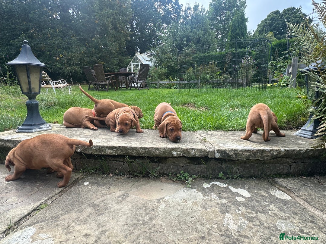 Mixed Breed dogs for sale: Vizla x Fox Red Lab (75/25) Puppies - Image 8