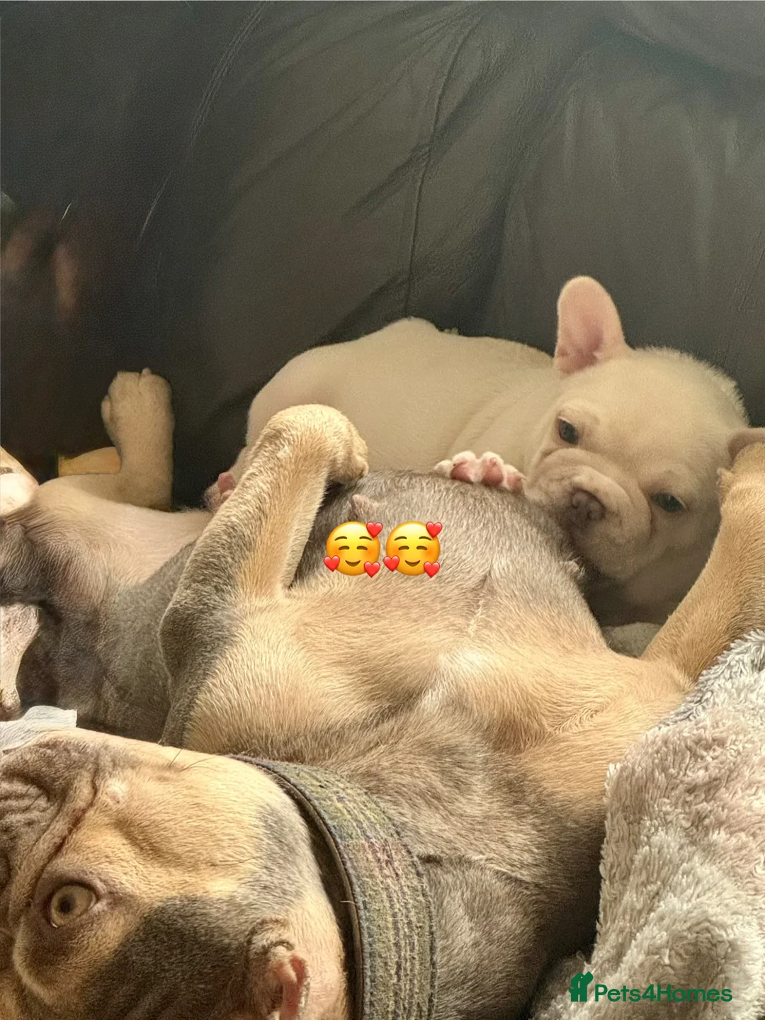 French Bulldog dogs for sale: Kc French bulldog puppy male - Advert 2