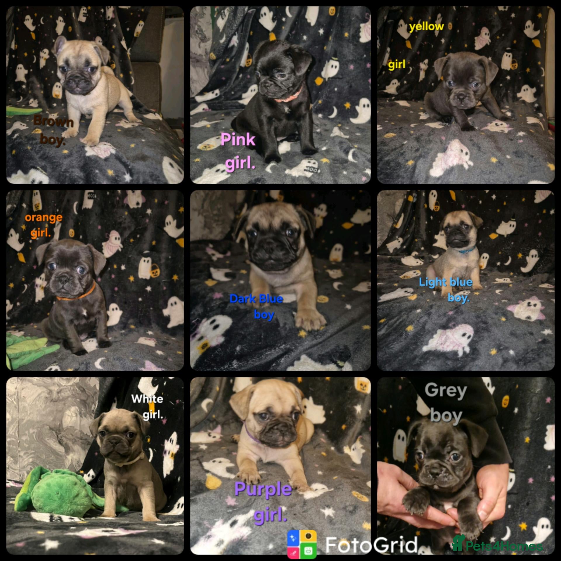 Frug dogs Beautiful frug puppies (5girls & 4boys) - Advert 17