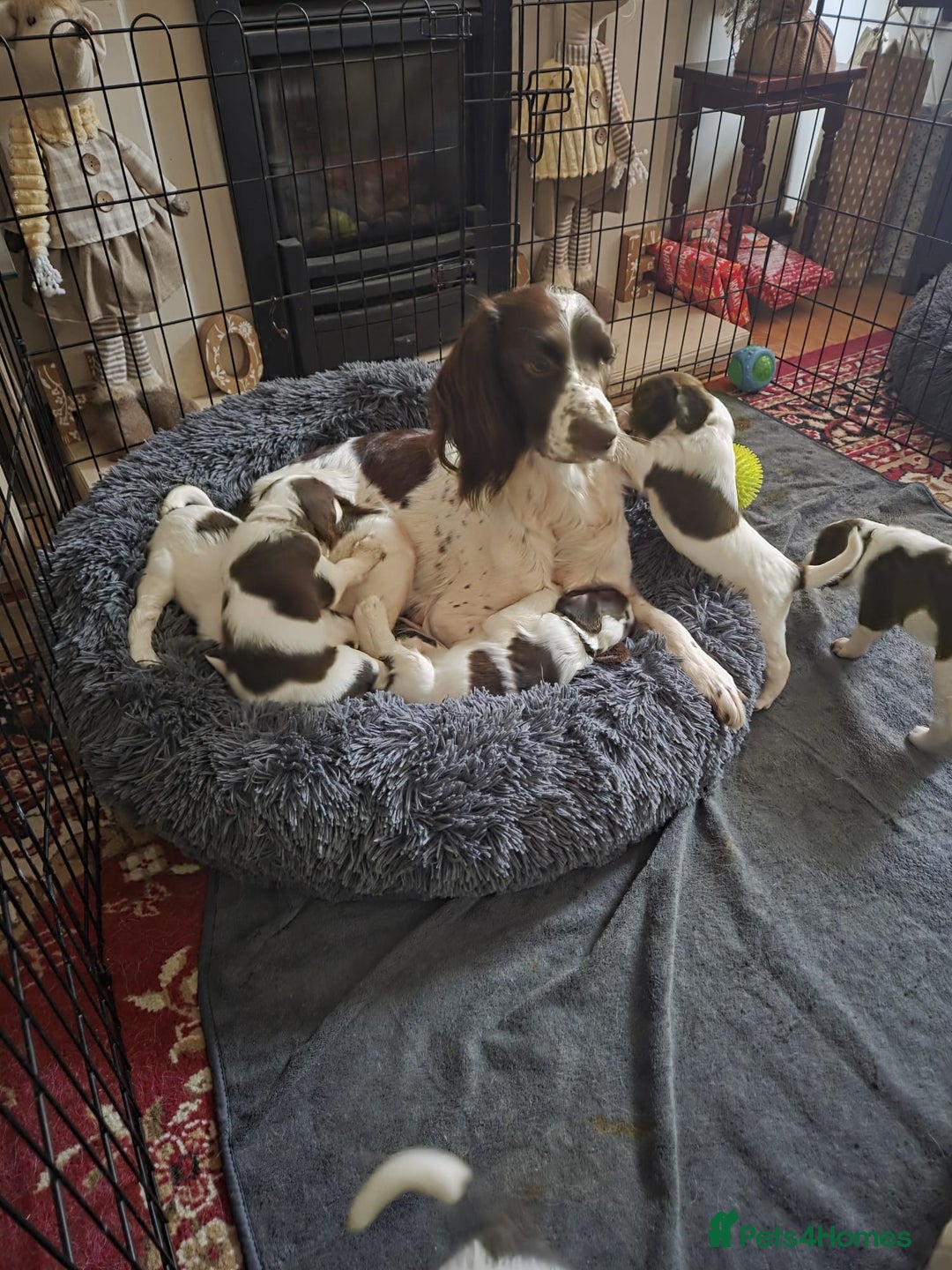 English Springer Spaniel dogs for sale: English springer spaniel puppies  - Advert 1