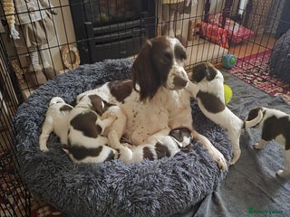 English Springer Spaniel dogs English springer spaniel puppies - Advert 14