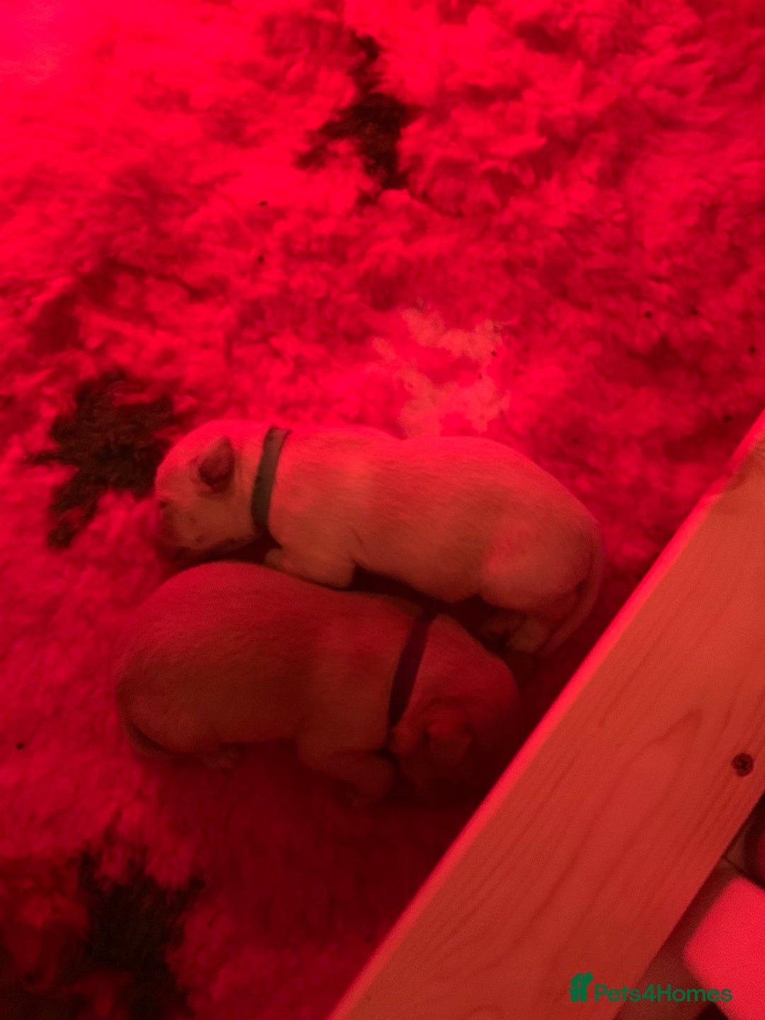 Labrador Retriever dogs for sale: Labrador Retriever Puppies for sale  - Advert 11