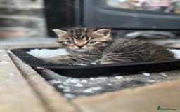 Exotic cats for sale: Stunning exotic cross kittens  - Image 7