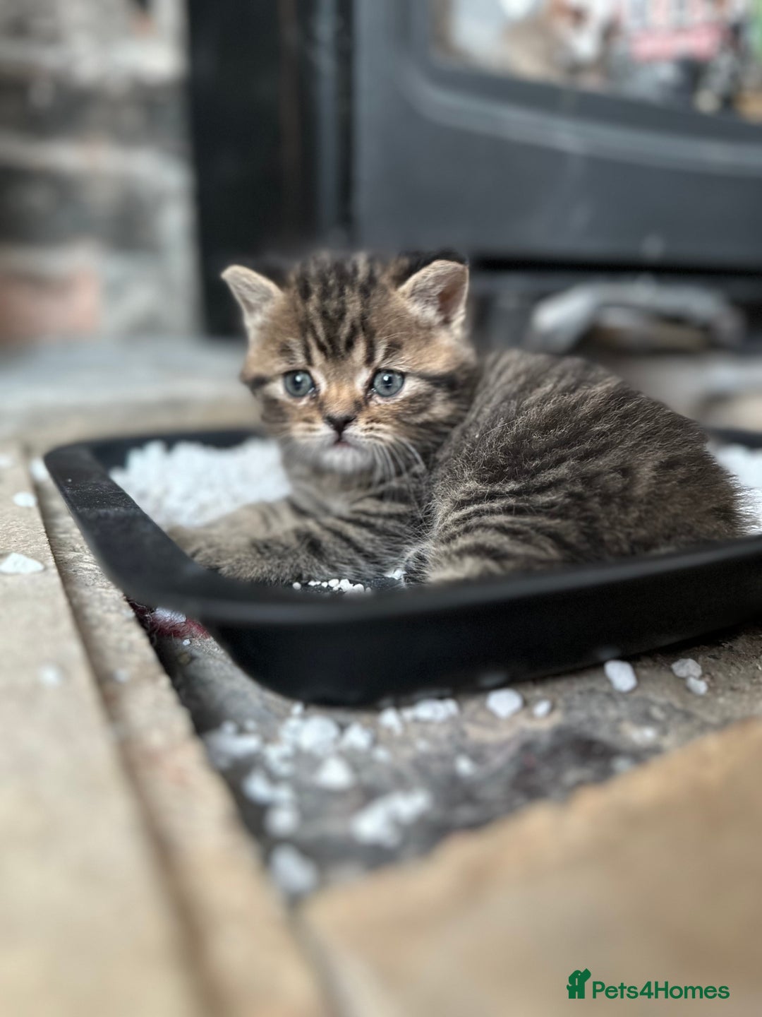 Exotic cats for sale: Stunning exotic cross kittens  - Image 7