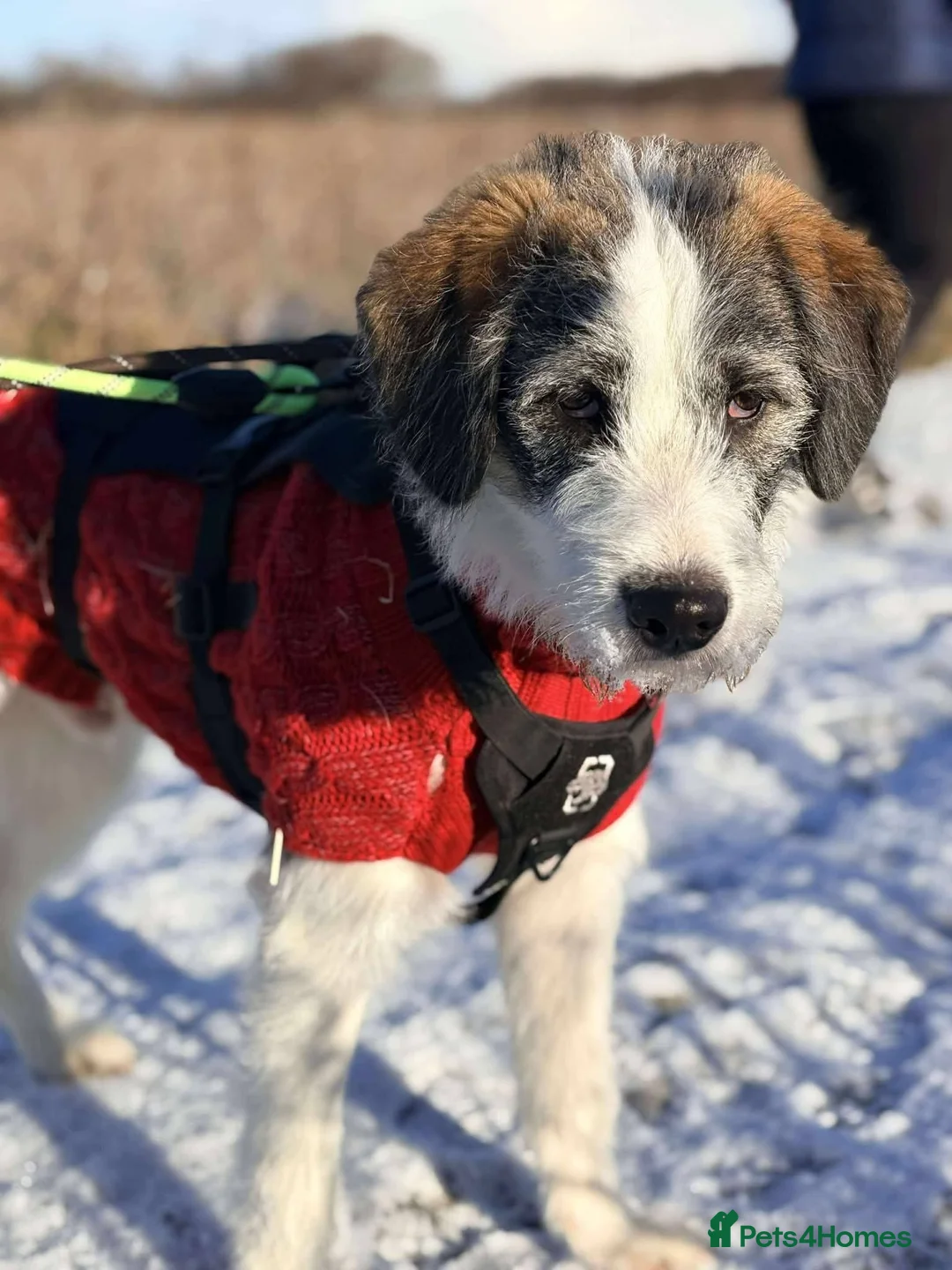 Mixed Breed dogs for adoption: Meet Ash, currently residing in Essex  - Advert 5