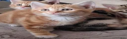 Mixed Breed cats for sale: Rare beautiful ginger tabby girl in Harlow - Advert 7