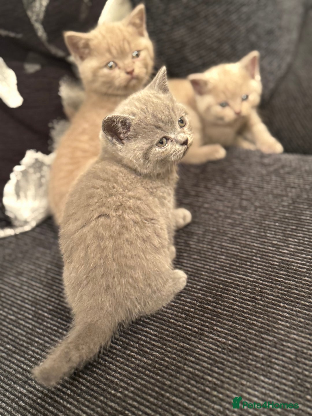 British Shorthair cats for sale: Lovely British shorthair Kitten  - Advert 14