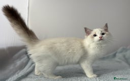Ragdoll cats for sale: Playful Pedigree Ragdoll Kittens Available - Image 21