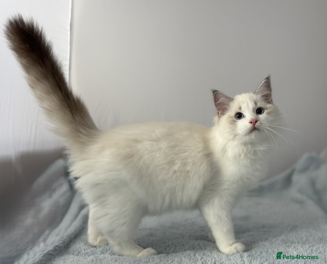 Ragdoll cats for sale: Playful Pedigree Ragdoll Kittens Available - Image 21