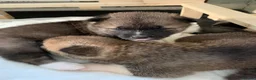 Akita dogs for sale: American Akita Pups in Hengoed - Advert 4