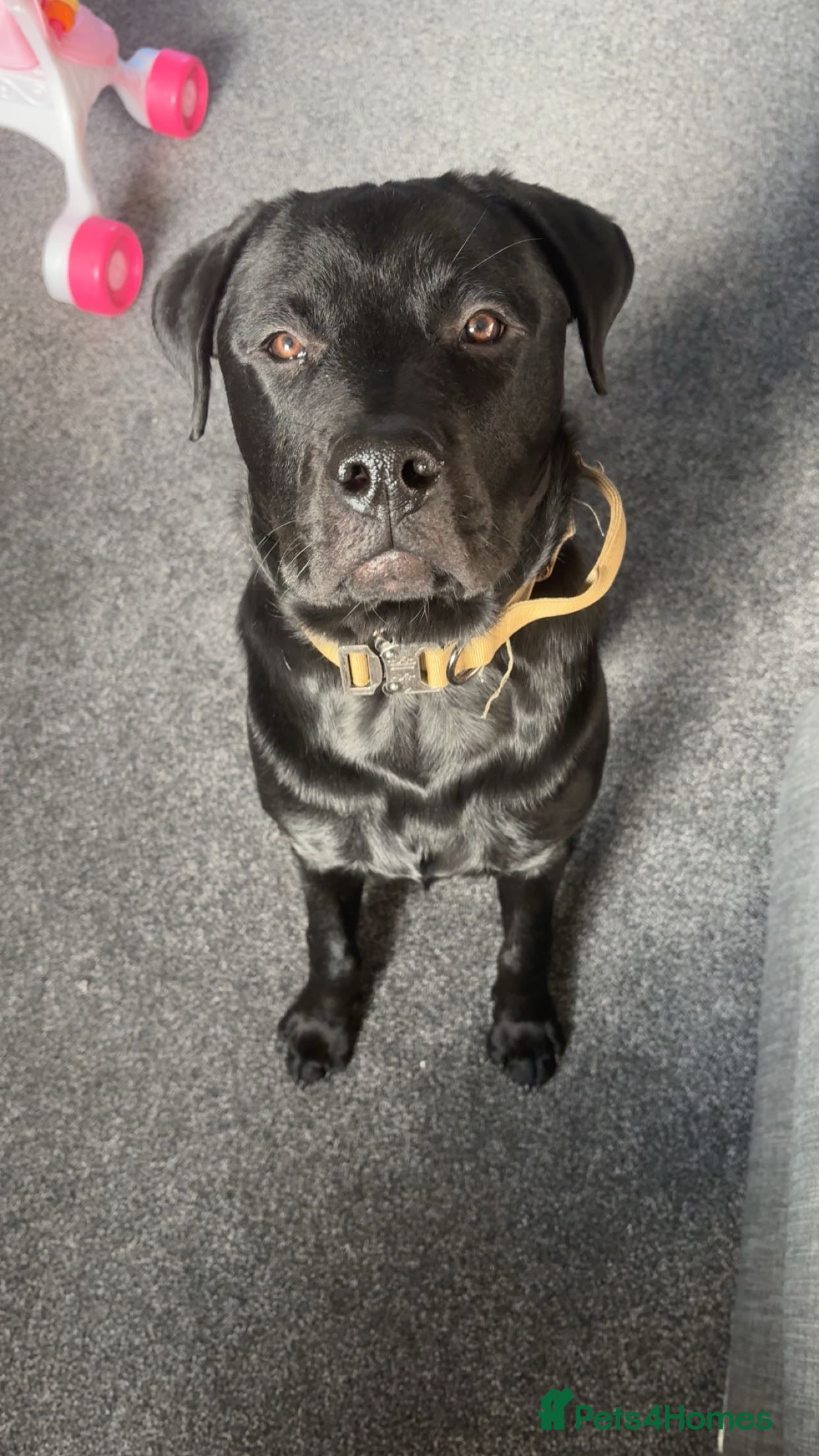 Mixed Breed dogs Sad sale rottie/corso in Plymouth - Advert 15