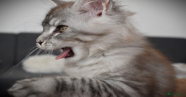 Maine Coon cats - Advert 6