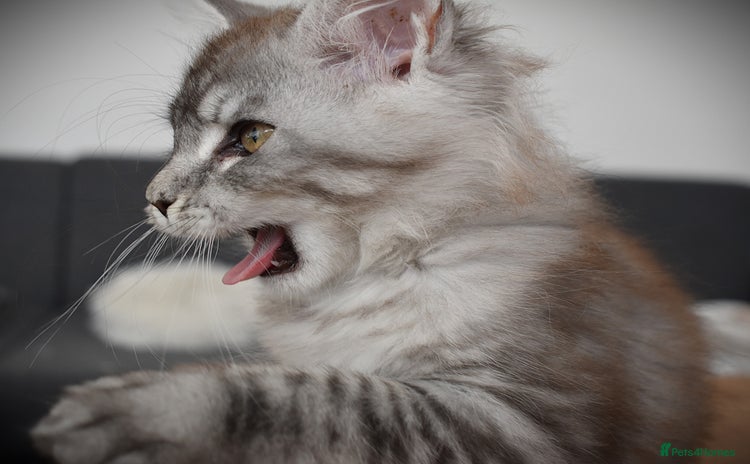 Maine Coon cats - Advert 3