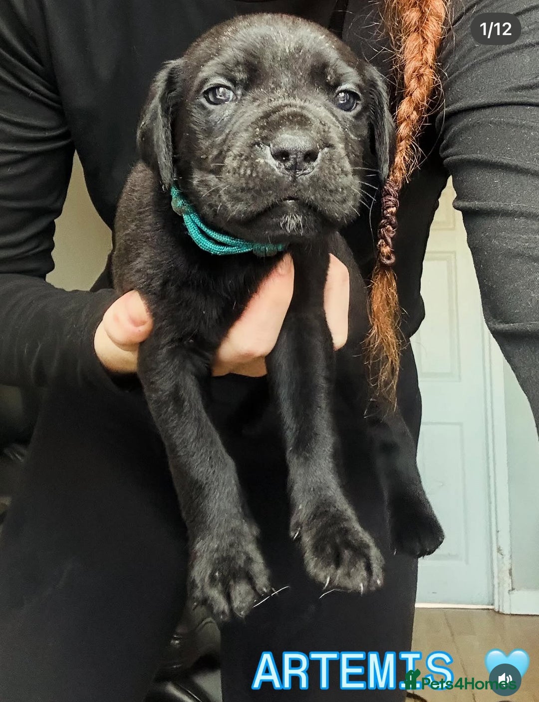Cane Corso dogs for sale: READY REDUCED CANE CORSO - Image 29