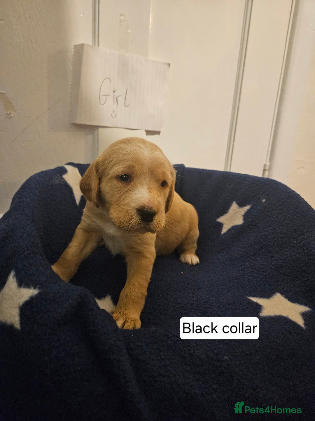 Cockerdor dogs for sale: Beautiful cockador pups - Advert 14