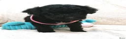 Jackapoo dogs for sale: 7 Beautiful Jackapoo puppies  - Advert 7