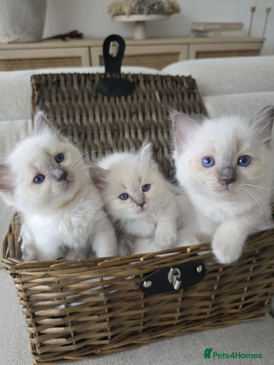 Ragdoll cats for sale: ✨RARE ALL LILAC LITTER GCCF&TICA Ragdoll Kittens✨ - Advert 12