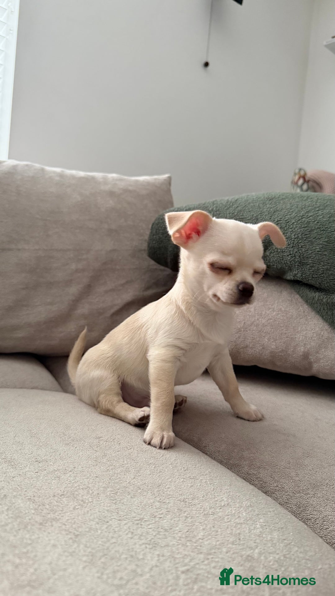 Chihuahua dogs for sale: Chihuahua boys / males  - Advert 3