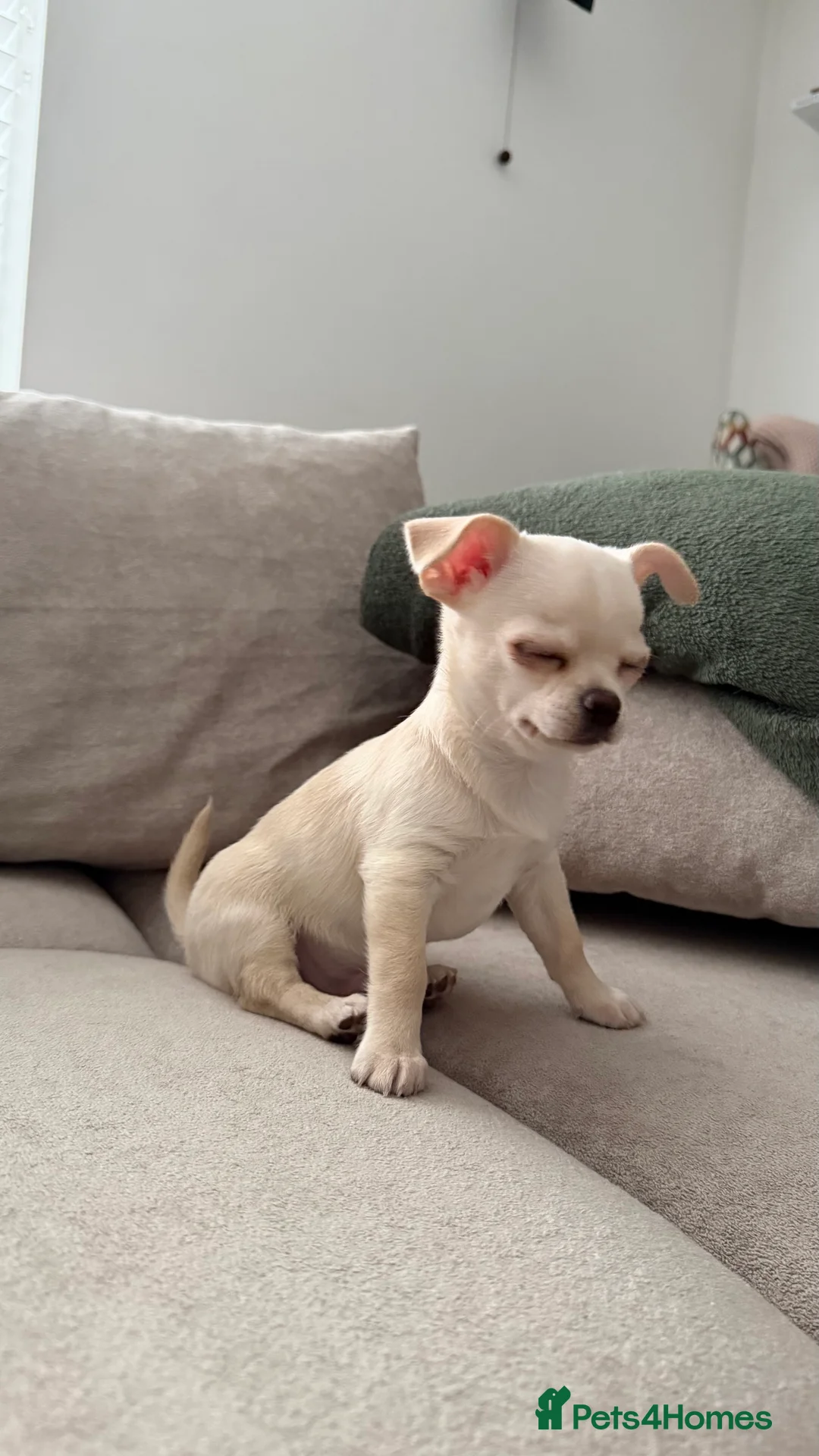 Chihuahua dogs for sale: Chihuahua boys / males  - Advert 3