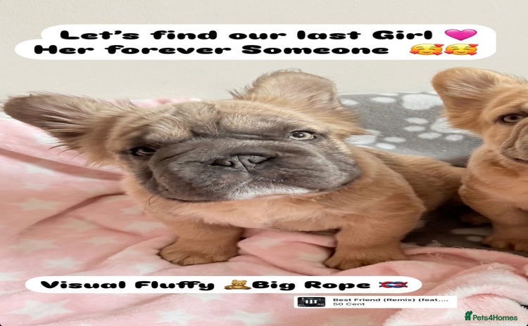 French Bulldog dogs - Advert 15