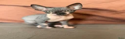 Sphynx cats for sale: Beautiful sphinx kittens  - Advert 7