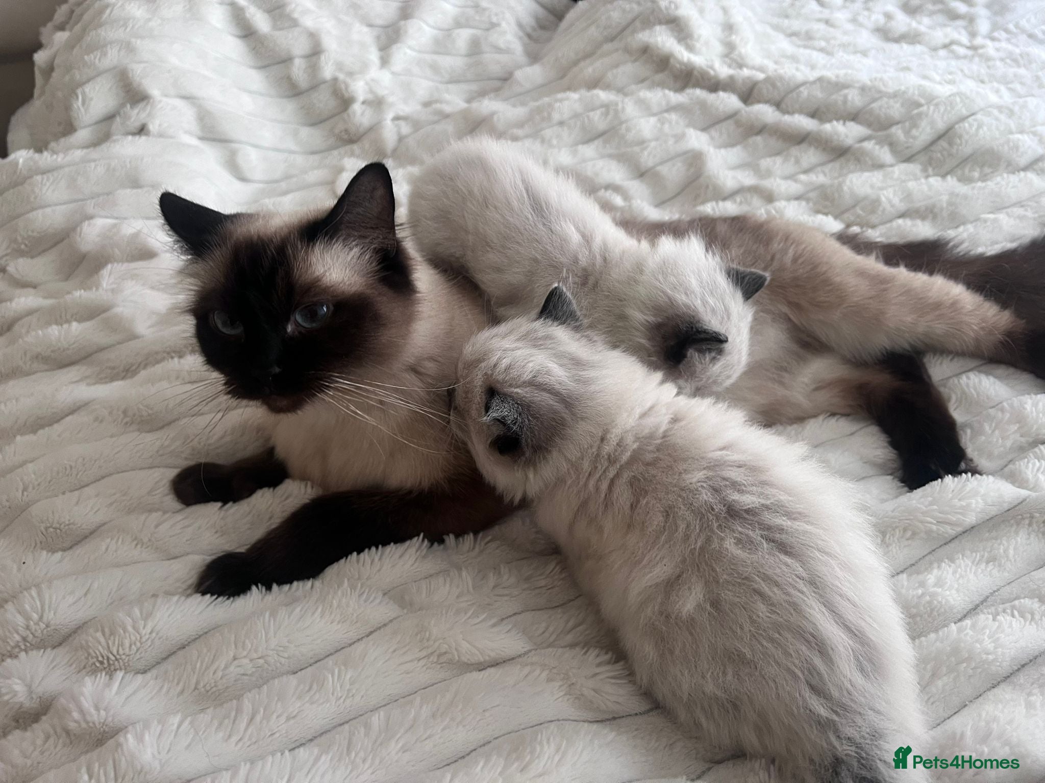 Ragdoll cats  Gorgeous seal mitted Ragdoll kittens for sale - Advert 2