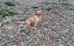 Labrador Retriever dogs for sale: Beautiful yellow/Red KC Labrador Puppies - Image 3