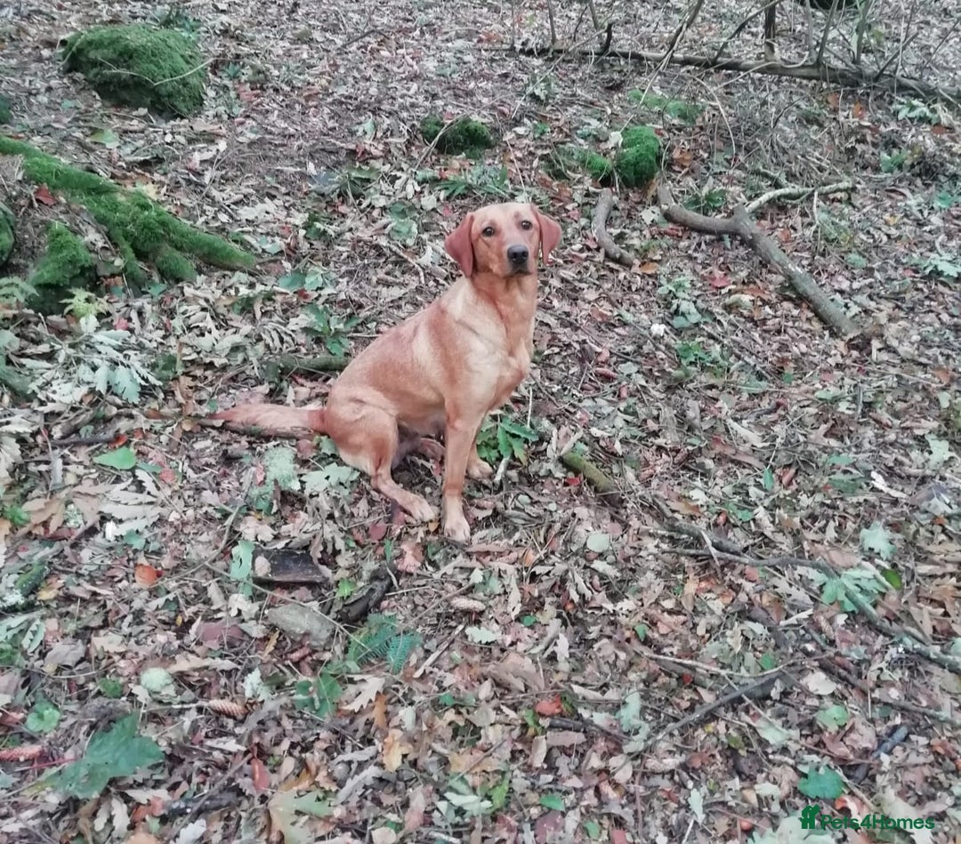 Labrador Retriever dogs for sale: Beautiful yellow/Red KC Labrador Puppies - Image 3