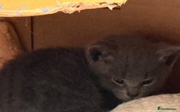 Russian Blue cats for sale: ***Beautiful Russian Blue Kittens*** - Image 6