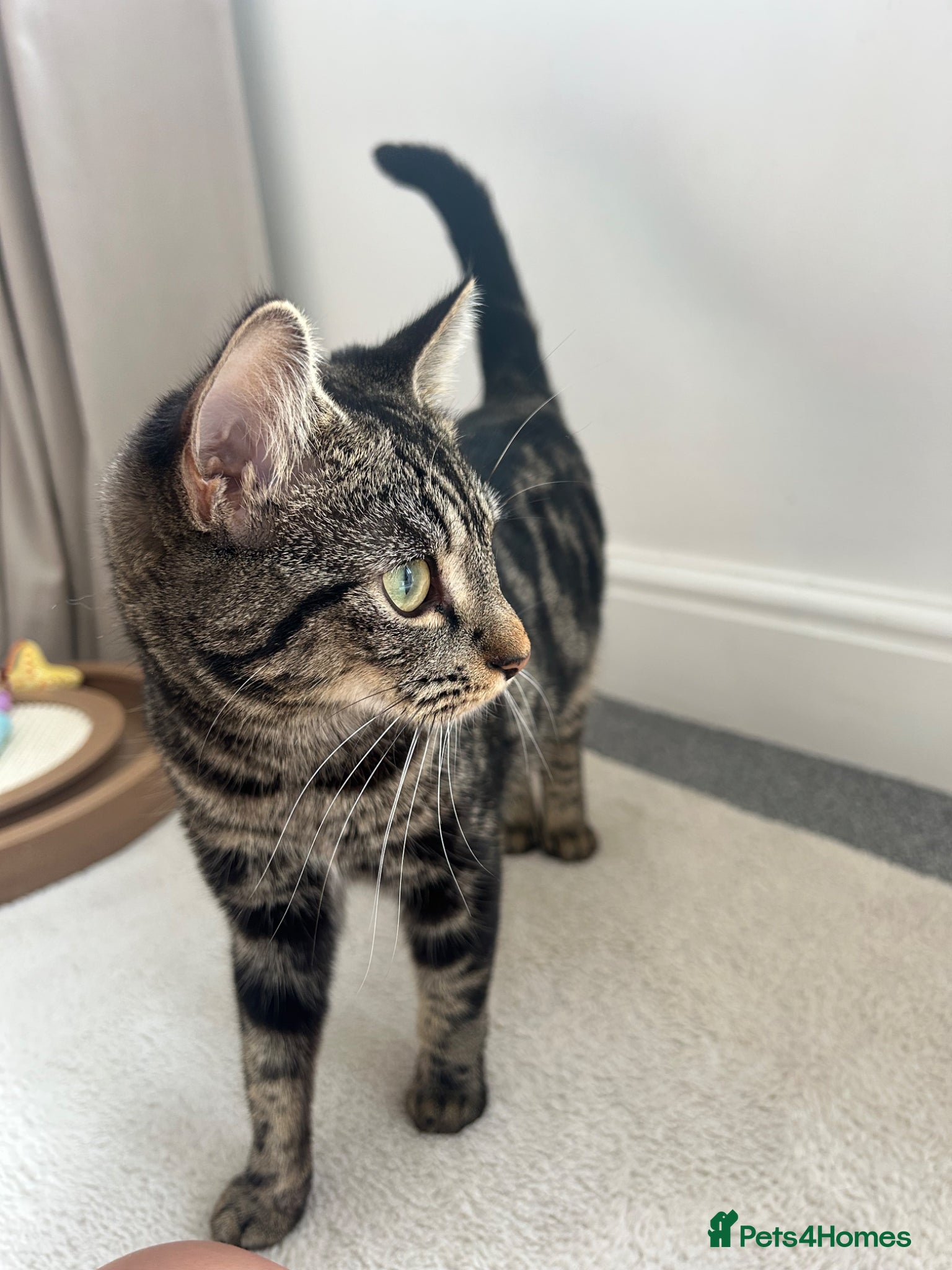 Domestic Shorthair cats Beautiful kittens - Advert 13