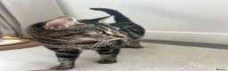 Domestic Shorthair cats for sale: Beautiful kittens in Canvey Island - Advert 1