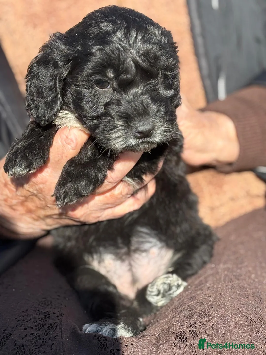 Cockapoo dogs for sale: Cockapoo puppies  in Slough - Advert 10