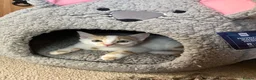 Domestic Shorthair cats for sale: Beautiful 13 week old male kitten needs new home. - Advert 9