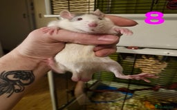 Rat rodents for sale: 9 gorgeous Male Rats - Image 27