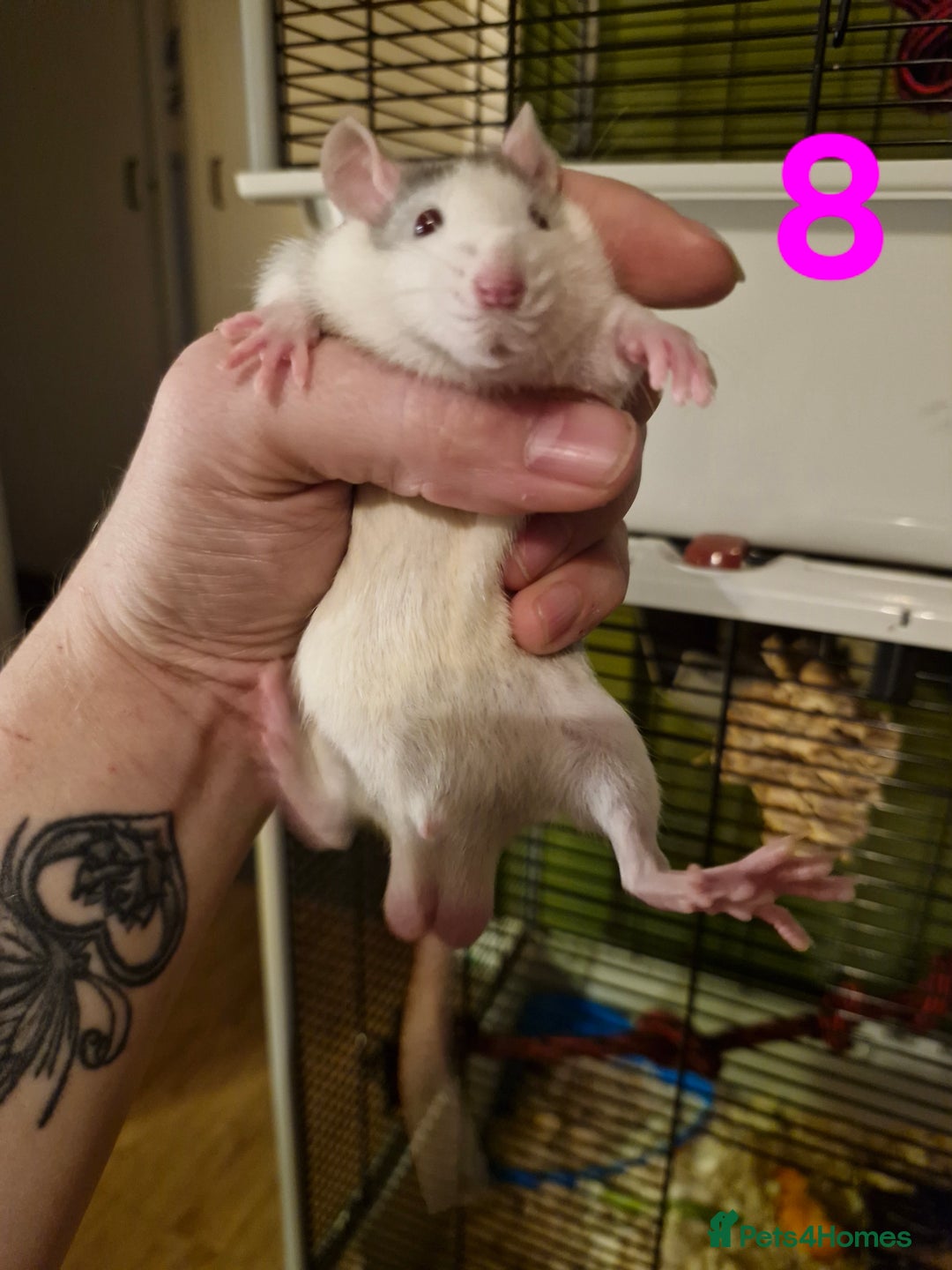 Rat rodents for sale: 9 gorgeous Male Rats - Image 27