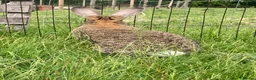 Continental Giant rabbits for sale: Continental Giant female - Advert 4
