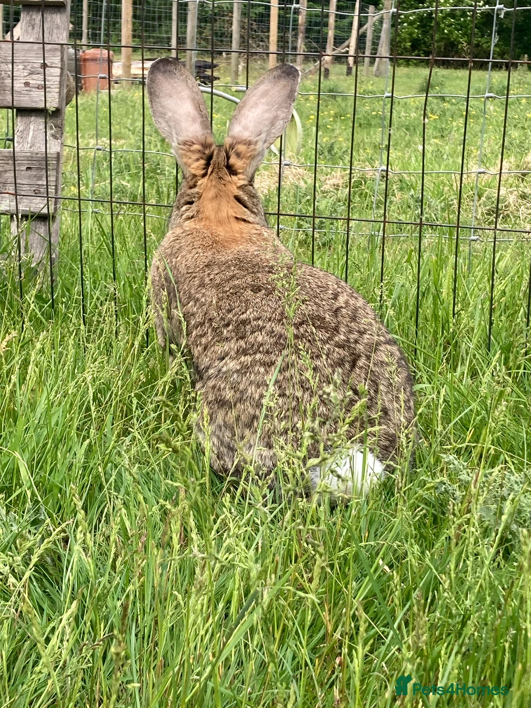 Continental Giant rabbits for sale: Continental Giant female - Advert 4
