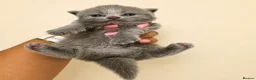 British Shorthair cats for sale: GCCF exceptional quality British Shorthair kittens - Advert 7