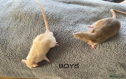 Rat rodents for sale: Baby dumbo rats for sale - Image 3
