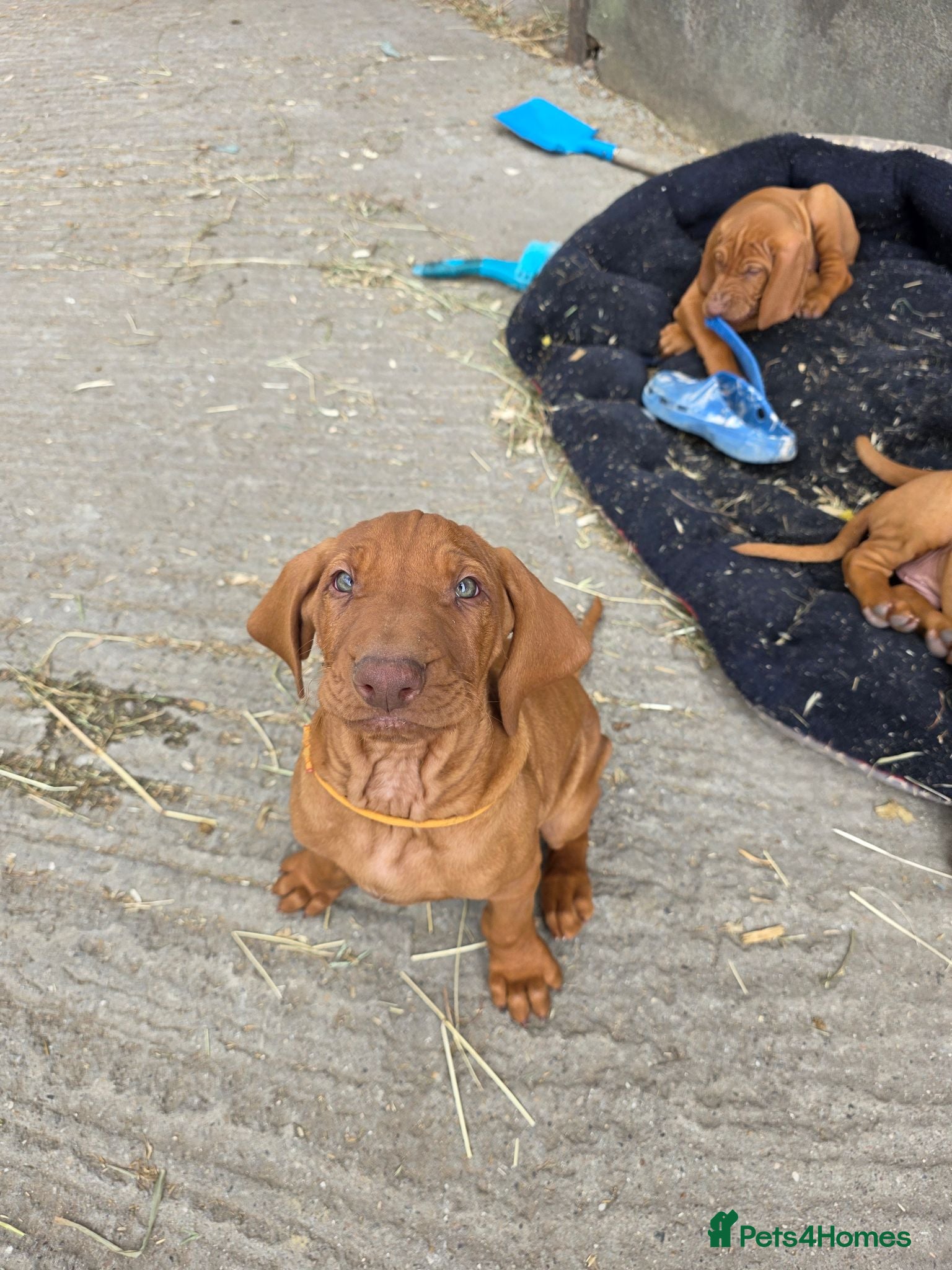 Hungarian Vizsla dogs KC registered Hungarian vizsla pups - Advert 2