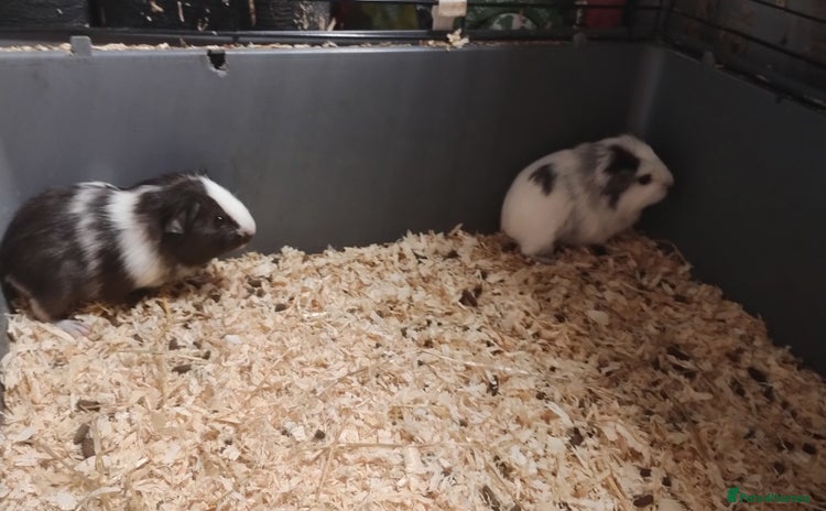 Guinea Pig rodents - Advert 4