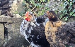 Chickens poultry for sale: Mottled Black/gold hen and black/white cockerel    - Image 1