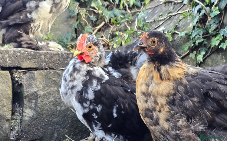 Chickens poultry - Advert 1